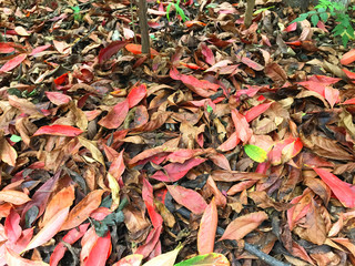 fallen leaves in the autumn.