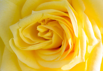 Close-up of a yellow rose revealing its patterns, textures, and details. Shallow depth of field, macro