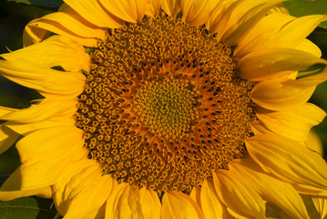 Naklejka premium Sunflower