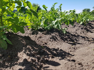 potato bushes close-up