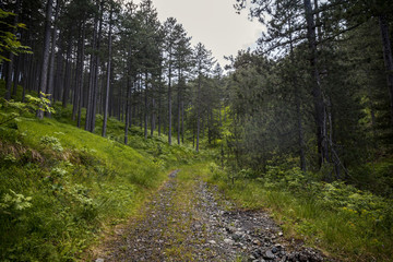 Fototapeta na wymiar Forest road in pine forest