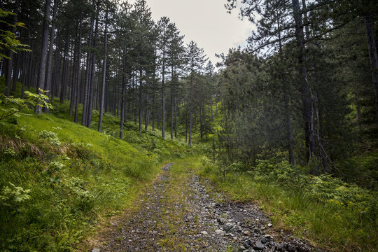 Forest road in pine forest