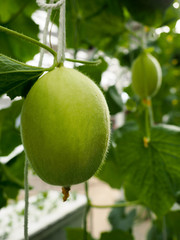 An Organic melon.