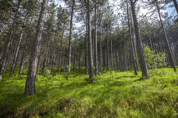 pine tree forest