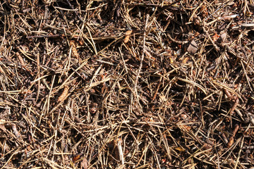 Surface of an anthill