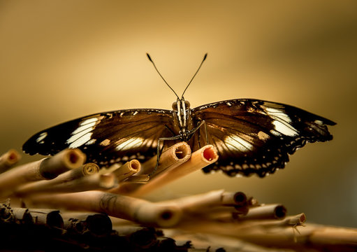 Butterfly Hypolimnas bolina