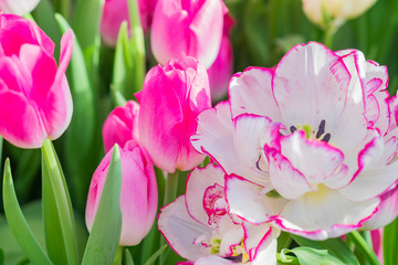 two different sorts of tulips - pink and white with pink stripes in spring field