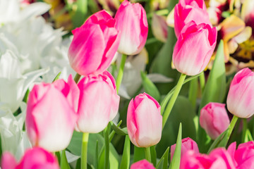Fototapeta premium colorful field of white and pink tulips, selective focus