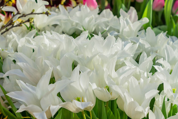 field of blooming white tulips in spring garden