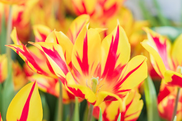 close up of orange tulip with red stipes, spring flowers in the garden