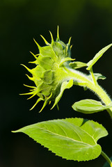 sunflower plant growing flower heads
