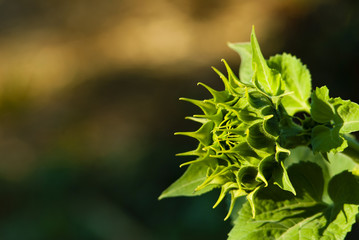 sunflower plant growing flower heads