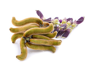 Mucuna pruriens isolated on white background