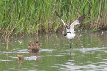 Avocet vs duck mother