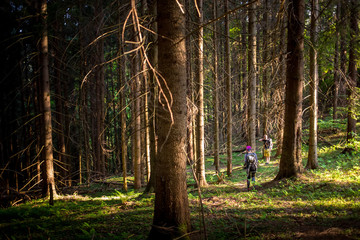 Hikers on a trail in a wood