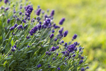lavender flowers