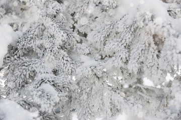 Fototapeta na wymiar Snow-cowered fir branches. Winter blur background. Frost tree
