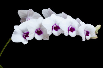 The orchid Dendrobium