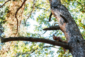 Squirrel on a tree in autumn
