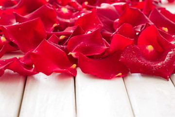 Petals of red roses on white wooden background. Happy Valentine's day. Greeting card. Love concept 