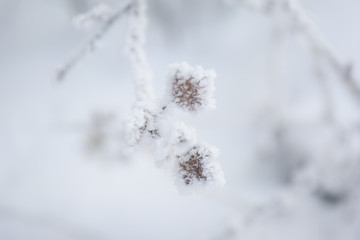 Snow on a leaves. Frost branches on blue sky background.