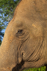 head and the eye of an asian elephant closeup