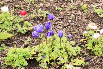 Close up of group little violet tulip at shibazakura festival , Yamanashi, Kawaguchiko