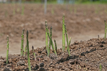 畑のアスパラガス