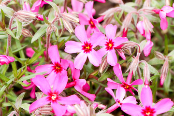 Macro Group pink moss  or cherry blossom at shibazakura festival , Yamanashi, Kawaguchiko