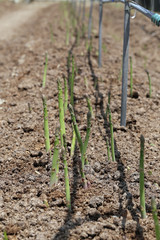 畑のアスパラガス