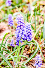 Close up of  blue muscaries flowers in the garden,Japan
