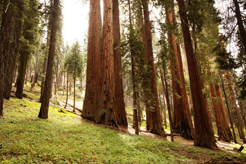 Sunset in Sequoia national park in California, USA