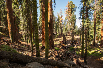 Sunset in Sequoia national park in California, USA
