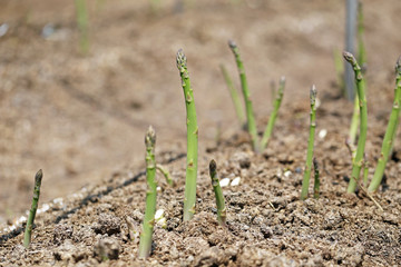 畑のアスパラガス