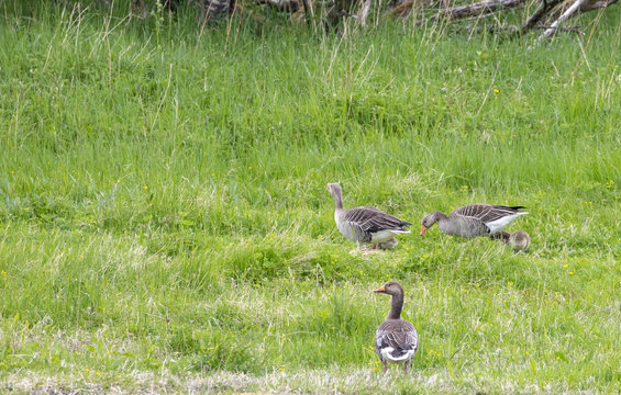 Greylag goose in Northern Norway