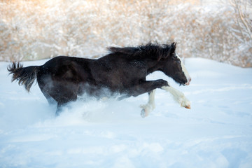 Foal jumping in the snow