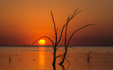 Árbol y Sol