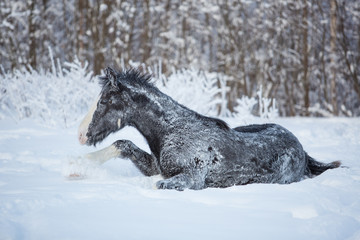 Fototapeta na wymiar A horse is swimming in the snow