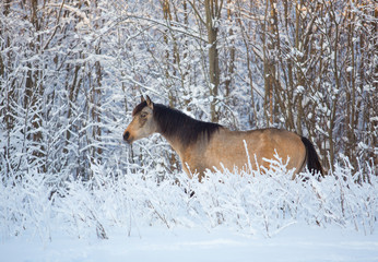 Stallion in the winter forest