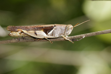Image of White-banded grasshopper (Stenocatantops splendens) on brown branch. Insect. Animal.