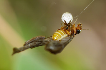 Image of brown spider (Araneidae) eat the bait on natural background. Insect. Animal.