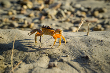 Friendly, smiling crab showing its claws on the beach.