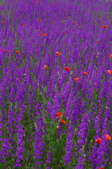 Naklejka premium Flower carpet of blossoming poppies and delphinium flowers