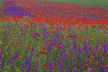 Flower carpet of blossoming poppies and delphinium flowers
