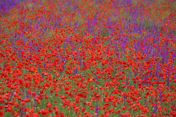 Flower carpet of blossoming poppies and delphinium flowers
