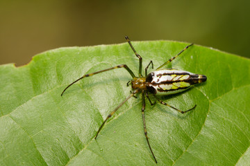 Fototapeta na wymiar Image of Decorative Big-jawed Spider(Leucauge decorate) on green leaf. Insect. Animal.