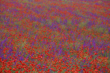 Flower carpet of blossoming poppies and delphinium flowers
