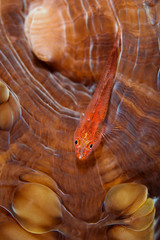 Stony coral ghost goby Pleurosicya micheli on a hardcoral Alor Indonesia