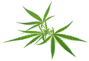 Cannabis leaves