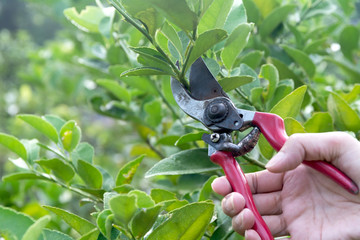 Gardener pruning trees with pruning shears on nature background.